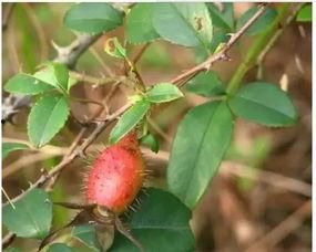 网红野果小月瓜怎么吃