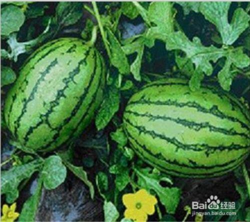 有哪些吃瓜网,一网打尽娱乐圈最新动态